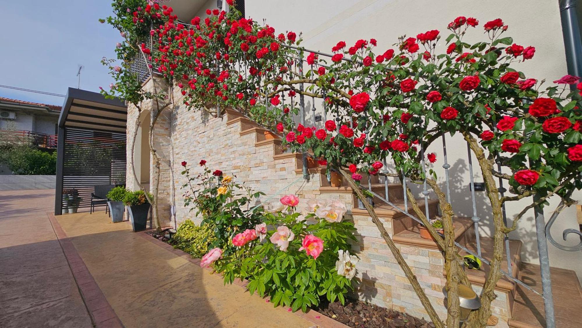 New Istrian Experience By Istrian Apartments كوبر المظهر الخارجي الصورة